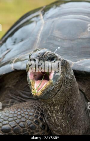 Aldabra Giant Schildkröte; Aldabrachelys gigantea; Mouth Open; Seychellen Stockfoto