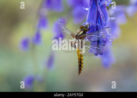 Broad Bodied Chaser Dragonfly; Libellula depressa; Unreife Männlich; Bluebell; Großbritannien Stockfoto