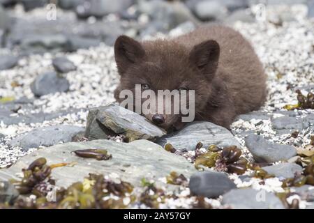 Welpe Kommandanten blauer Polarfuchs ist auf den Felsen, wir freuen uns Stockfoto