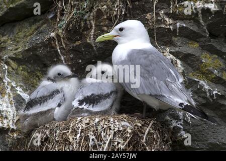 Schwarz-legged Kittiwake Erwachsenen- und zwei Küken im Nest auf einer Klippe Sommertag Stockfoto