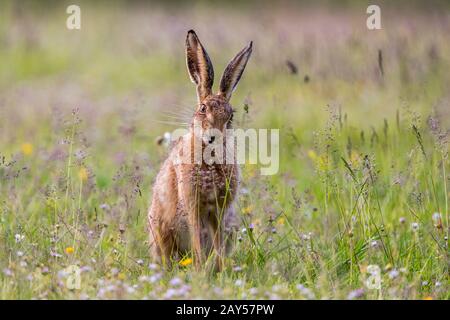 Brown Hare; Lepus europaeus; Eating Grass; UK Stockfoto