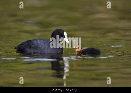 Blässhuhn Fulica atra; Fütterung; Jung; UK Stockfoto