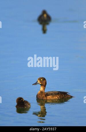 Adulter getufter Duckvogel mit juvenilen Nestlingen - lat. Aythya fuligula - auf einer Wasseroberfläche während der Frühjahrspaarungszeit in Polen Stockfoto