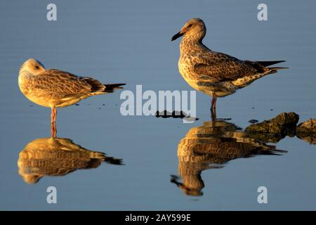 Paar Herring-Möwenvögel - lat. Larus argentatus - auf einer Wasseroberfläche während der Frühjahrspaarungszeit in Feuchtgebieten im Nordosten Polens Stockfoto