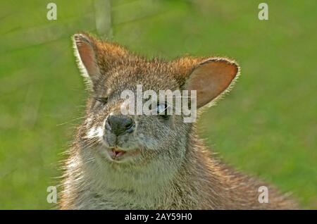 Parma WALLABY Macropus Parma Stockfoto