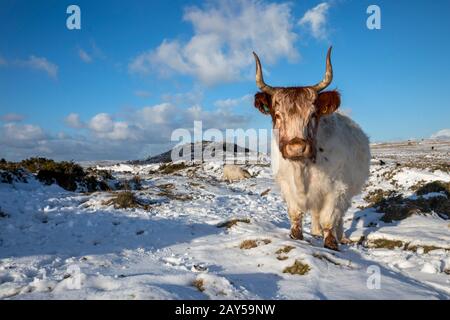 Kuh Weidet in Snow; Bodmin Moor; Cornwall; Großbritannien Stockfoto