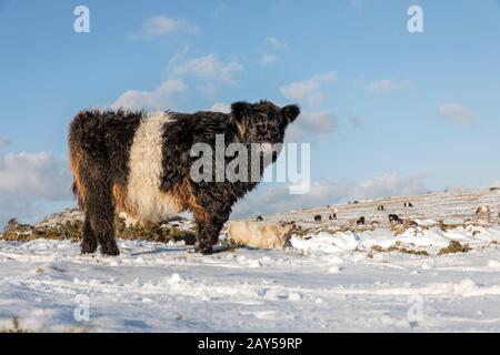 Kuh Weidet in Snow; Bodmin Moor; Cornwall; Großbritannien Stockfoto