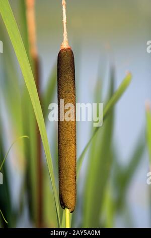 Blume der Breitblättrigen Cattail Plant - lat. Typha latifolia - auch bekannt als häufiger Bulrush, der an einer Teichwasserlinie wächst Stockfoto