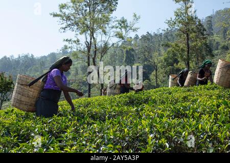 Tee zupft in Sri Lanka Stockfoto