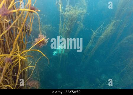 Graues Siegel; Halichoerus grypus; Unterwasser; Großbritannien Stockfoto