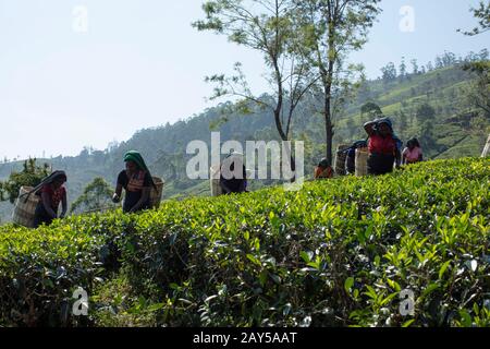 Tee zupft in Sri Lanka Stockfoto