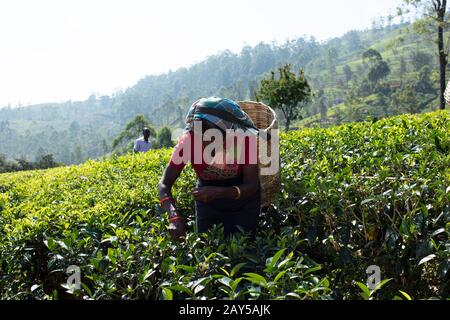 Tee zupft in Sri Lanka Stockfoto