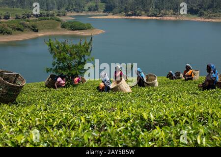 Tee zupft in Sri Lanka Stockfoto