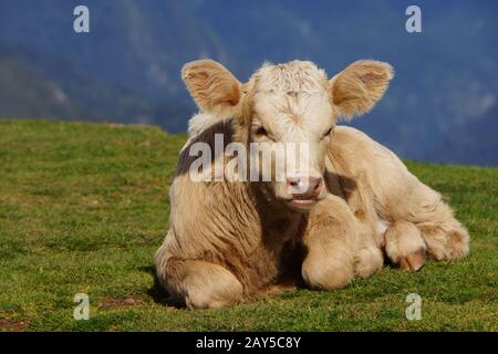 Rind auf dem Paul da Serra-Plateau Stockfoto