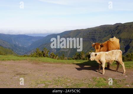 Rind auf dem Paul da Serra-Plateau Stockfoto