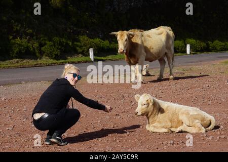 Rind auf dem Paul da Serra-Plateau Stockfoto