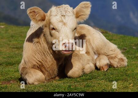 Rind auf dem Paul da Serra-Plateau Stockfoto