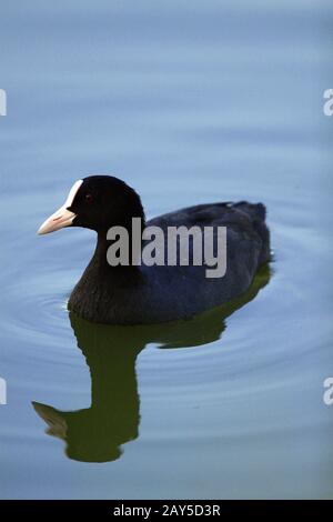 Einzelner eurasischer Coot Bird - latin Fulica atra - bekannt auch als Australian Coot auf einer Wasseroberfläche während der Frühjahrspaarungszeit in Polen Stockfoto