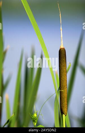 Blume der Breitblättrigen Cattail Plant - lat. Typha latifolia - auch bekannt als häufiger Bulrush, der an einer Teichwasserlinie wächst Stockfoto