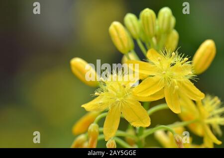 S. afrikanische Pflanzen Bulbine Stockfoto