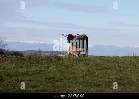 Eine schwarze Kuh, die ihr junges Kalb füttert und von seiner Mutter isst, auf einem grünen Feld, Gras und verschneiten Bergen im Rücken, Katalonien, Spanien Stockfoto