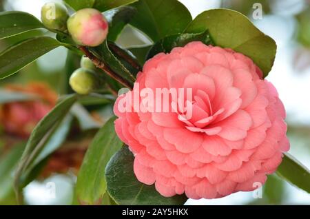 Leuchtend rosa Japanische kamelie Blume in voller Blüte Stockfoto