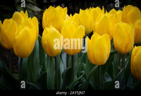 Gelbe Tulpen Stockfoto