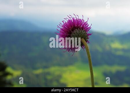 Alpen-Thistle - Hochgrat - Naturpark Nagelfluhkette Stockfoto