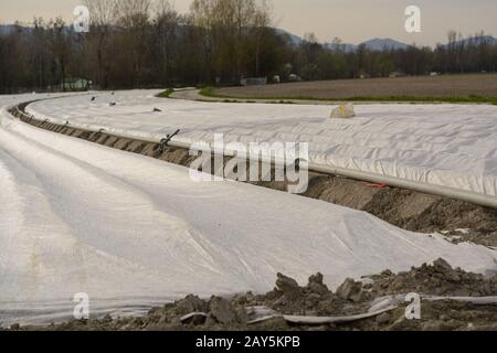 Schutzfolie auf großem Gemüsefeld im Frühjahr Stockfoto