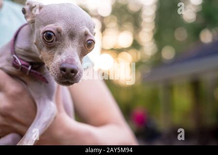 Kleiner, erschrockter russischer Toy Terrier, der in den Armen des Besitzers sitzt und aufgeregt mit großen Augen aussieht. Kopierbereich. Stockfoto
