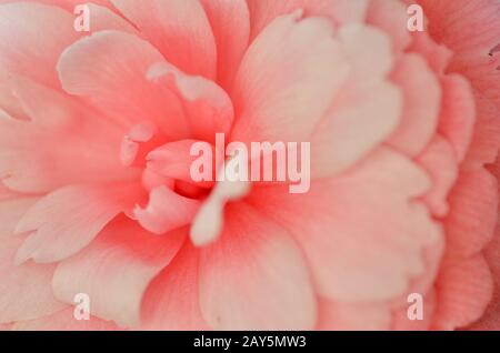 Leuchtend rosa Japanische kamelie Blume in voller Blüte Stockfoto