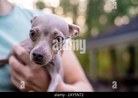 Verängstigte russische Spielzeugin Terrier drückte Ohren in Angst zum Kopf, saß in den Händen des Besitzers und sah aufgeregt mit großen Augen aus Stockfoto