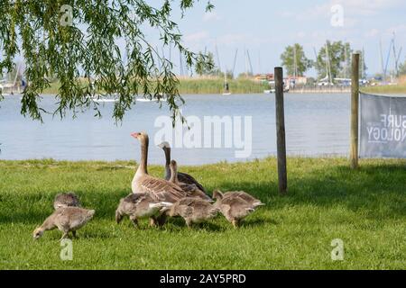 Graugänse mit Dunenjungen am Wiesenstrand am Neusiedler See - Österreich Stockfoto