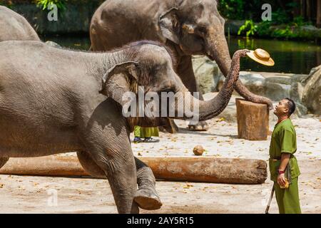 SINGAPUR - 14. APRIL: Elefantenschau im Zoo von Singapur am 14. April 2016 in Singapur Stockfoto