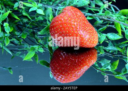 Sehr rote Erdbeere schlief auf ein Eis mit einer Reflexion und eine Zimmerpflanze. Stockfoto