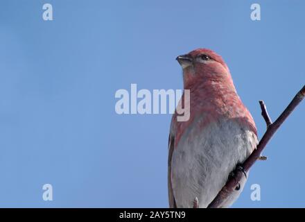 Wilde Vögel im Winter kommen zu einem Vogelfutter in Ontario, Kanada Stockfoto