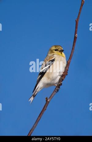 Wilde Vögel im Winter kommen zu einem Vogelfutter in Ontario, Kanada Stockfoto