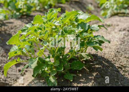 Die Kartoffelpflanze auf einer Plantage scheint im Licht der Sonne Stockfoto