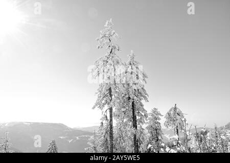 Die Schwarzwaldhöhen der Hornisgrinde im Winterschwarzwald Deutschland schwarz-weiß Stockfoto