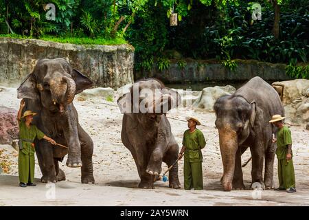 SINGAPUR - 14. APRIL: Elefantenschau im Zoo von Singapur am 14. April 2016 in Singapur Stockfoto