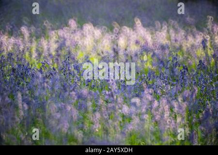 Bluebell Woods in Ashridge Forest, Hertfordshire, England Foto: © 2020 David Levenson Stockfoto