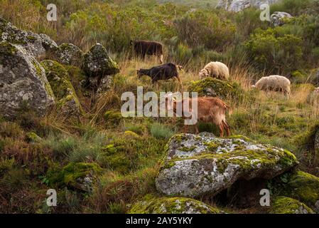 Blick auf Ziegen und Schaf in Serra da Estrela, portugal Stockfoto