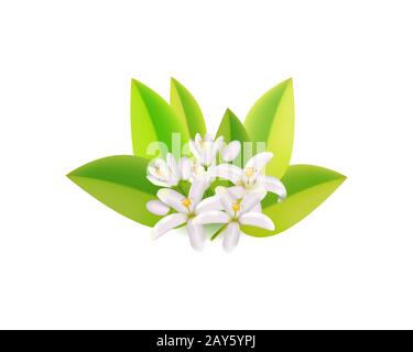 Realistische orangefarbene blühende Zweige, Blätter, Nerolisblüten und Knospen. Parfümerie und medizinische Anlage. Etiketten für kosmetische Hautpflege Produktdesign .Vector Stock Vektor