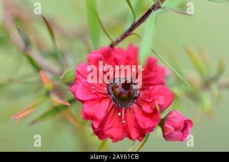 Manuka Myrte weiß-rosa Blume blüht Stockfoto