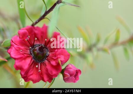 Manuka Myrte weiß-rosa Blume blüht Stockfoto