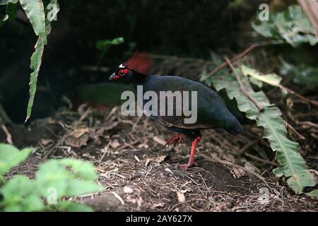 Crested Wood Partridge, Rollulus Roulroul, Erwachsene Stockfoto