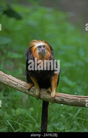 Goldener Löwe Tamarin, Leontopithecus chrysomelas, Erwachsener steht auf Ast Stockfoto