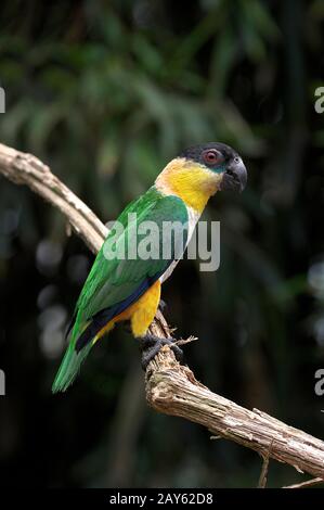 Schwarz Geköpfter Papagei, Pionite melanocephala, Erwachsene, die auf Ast stehen Stockfoto