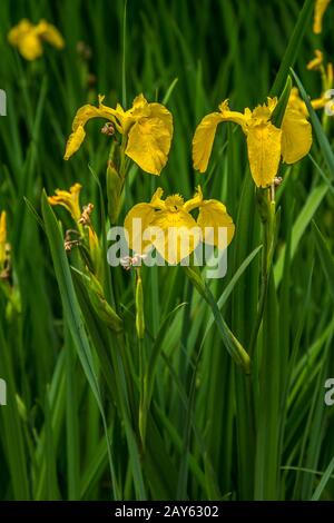 Eine vertikale Gruppierung gelber Flaggen irisiert im Frühjahr an einem Ufer aufblühende leuchtend gelbe Blumen mit grünen Stielen Stockfoto