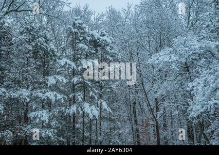 Ein schwerer Schnee, der die Äste auf den Bäumen in den Waldgebieten an einem übergiebelten grauen Himmel in der Nähe des Winters bedeckt Stockfoto